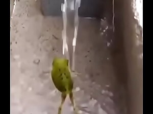 Sapo tomando banho aqui no xvideos